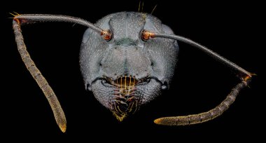 Extreme macro portrait of a black ant clipart