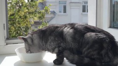 Siyah duman İngiliz kedi yemek pencere pervazına üzerinde