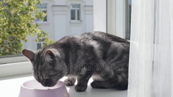 Preto fumaça tabby britânico gato comer sentado em uma soleira da janela — Vídeo de Stock