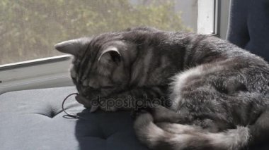 Pencere pervazına oyuncak fare ile oynarken şirin Gri kedi