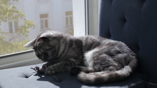 Tabby gatto britannico giocare con il giocattolo del mouse su un davanzale della finestra — Video Stock