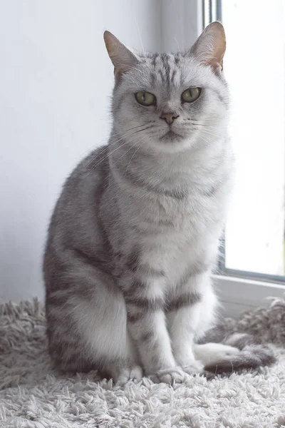 Güzel gri tabby İngiliz kedi bir pencere pervazına üzerinde oturan