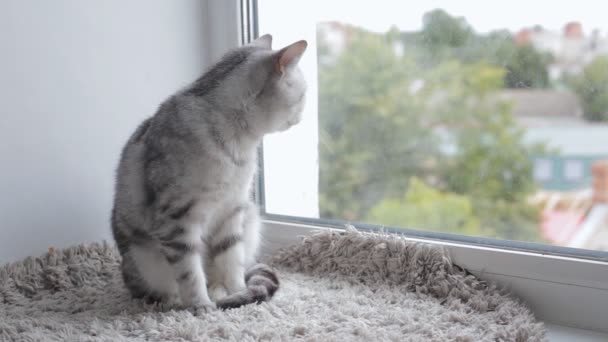 Britânico gato tabby está sentado na soleira da janela — Vídeo de Stock