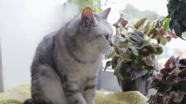 Brytyjski kot Mora siedząc i patrząc na kamery — Wideo stockowe