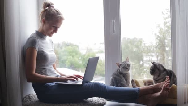 Mladá dívka na okenní parapet s pomocí její laptop britských koček — Stock video