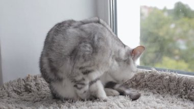 Şirin İngiliz tekir kedi kendini evde pencere pervazına üzerinde yıkama