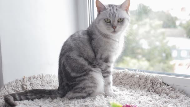 British tabby cat washing herself on window sill — Stock Video