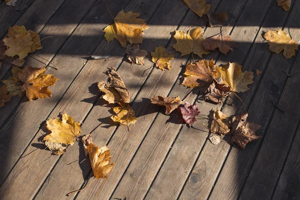 Ahşap zemin üzerine sarı sonbahar yaprakları