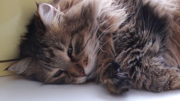 Chat moelleux mordant les humains main posée sur un rebord de fenêtre — Video