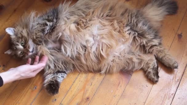 Un gato peludo gordo yace en un suelo de madera y juega con una mano — Vídeos de Stock