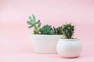 Beyaz saksılarda pembe arka planda güzel sulular.