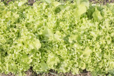 Bahçede taze sulu salata. Sağlıklı beslenme