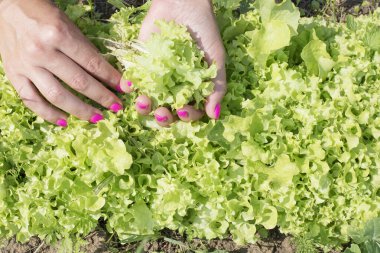 Pembe manikürlü kadın elleri salata yaprakları topluyor.