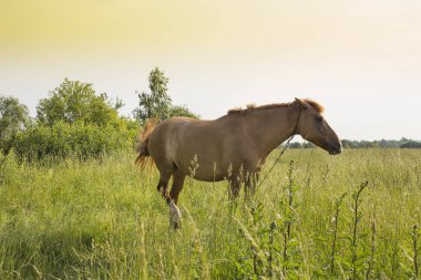Güzel at açık yeşil otlarla dolu bir tarlada duruyor.