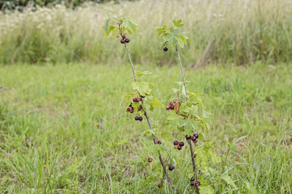 Un joven arbusto de grosella negra crece en un jardín — Foto de Stock