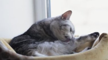 İngiliz kedisi evinde oturarak yıkanıyor.