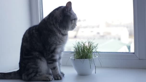 Gato británico está sentado en la ventana al lado de la hierba verde fresca — Vídeo de stock