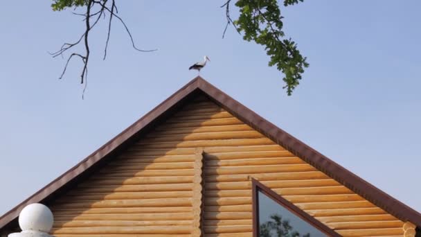 Grote witte ooievaar vliegt vanaf het dak van een huis — Stockvideo