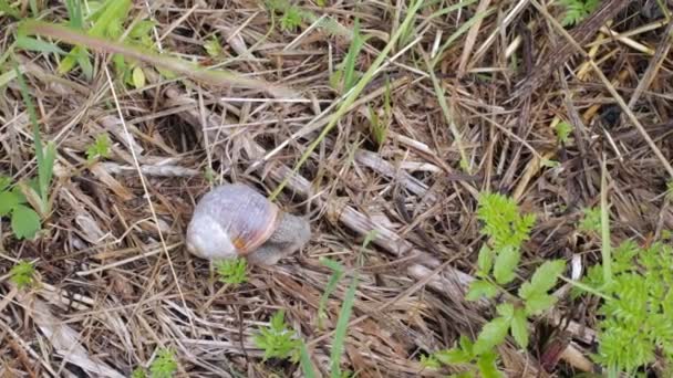 Caracol de uva arrastrándose sobre la hierba húmeda — Vídeo de stock