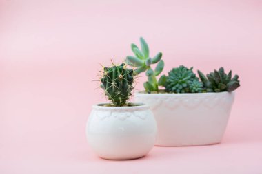 Pembe arka planda küçük güzel bir kaktüs. Çiçek arka planı
