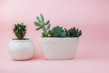 Yaşayan bitkiler kavramı. Pembe arka planda sulanır