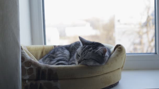 Britannico gatto grigio dorme nella sua casa finestra — Video Stock