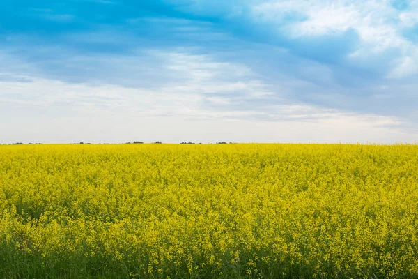 Jasně žluté řepkové pole a modrá obloha — Stock fotografie