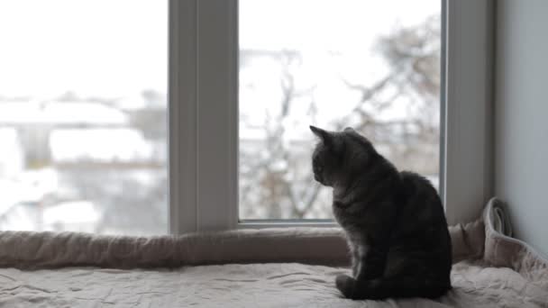 Черная кошка сидит на подоконнике и смотрит в окно — стоковое видео