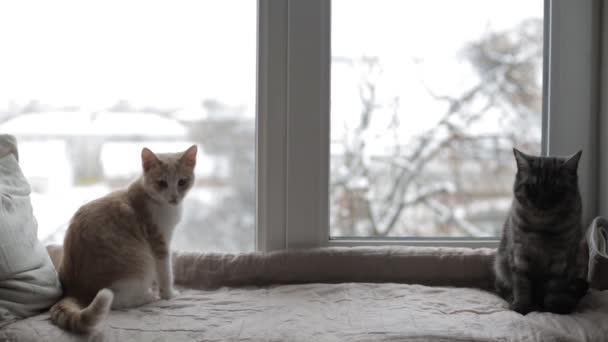 Dos gatos están sentados en el alféizar de la ventana y mirando por la ventana — Vídeo de stock