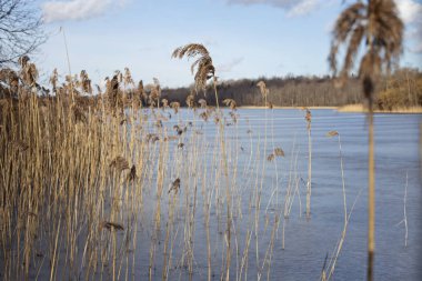 Donmuş bir gölün çalılıklarından güzel bir kış manzarası