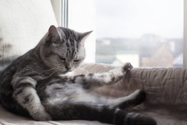 Kedi kendini pencere eşiğinde yıkar.