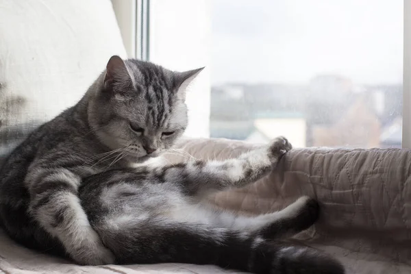 창턱에 누워 몸을 씻고 있는 고양이 — 스톡 사진