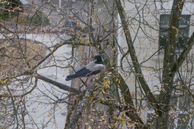 Büyük siyah bir karga bir dala oturur.