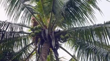 Hindistan cevizi satıcı hindistancevizi bir grup getiren bir palmiye ağacının üstündeki bir iple bağladı