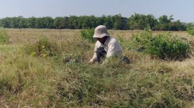 Bir orak (closeup kesme çim için kullanarak çiftçi)