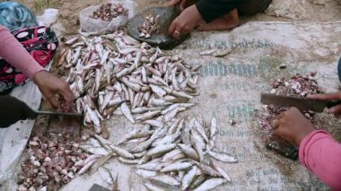 Kadınlar üzerinde küçük balıklar kafa keserek yuvarlak kasap bıçak kullanarak zemin ahşap kurullarında (yakın)