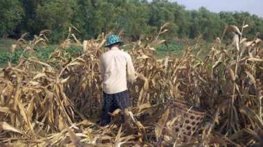 Mısır el ile seçmek ve taşımak için bir bambu sepet kullanarak çiftçi (yakın )