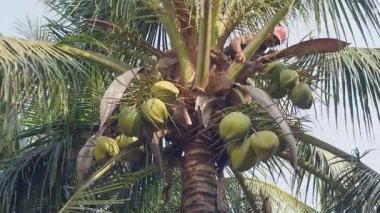 adam hindistancevizi ağaçtan bir avuç kesme bir palmiye ağacının üstündeki bir ip kullanarak güvenli bir şekilde aşağı getirmek için