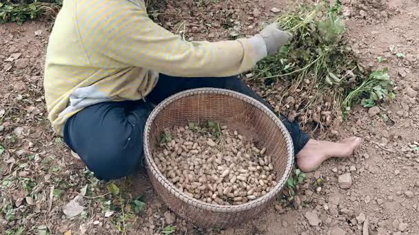 Agricultor sentado en un campo y sacando cacahuetes de las plantas cosechadas y mantenerlo en la cesta de bambú — Vídeo de stock