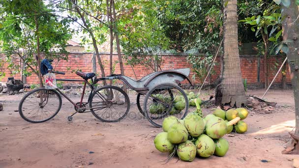 Vendedor de coco contando cocos verdes trazidos de árvores — Vídeo de Stock