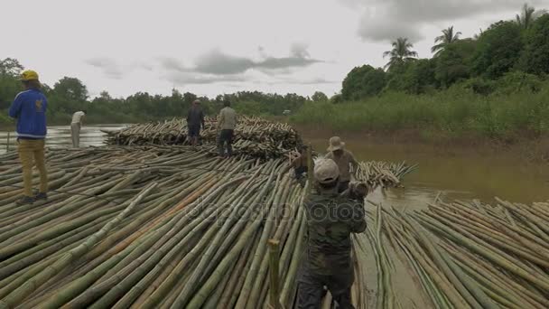 Рабочие складывают бамбуковые столбы одинакового размера в воду вдоль берега реки — стоковое видео