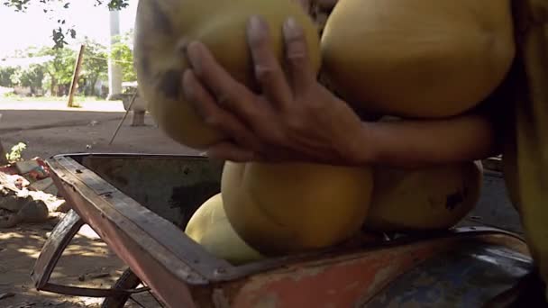 Venditore di noci di cocco caricare il suo rimorchio moto con mazzi di noci di cocco in vendita (primo piano  ) — Video Stock