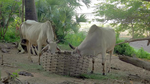 White cows tied up in some farmyard eating grass from a big bamboo basket — Stock Video