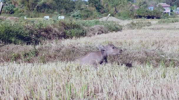 Vattenbuffel kalv stå upp och trampa i ett fält — Stockvideo