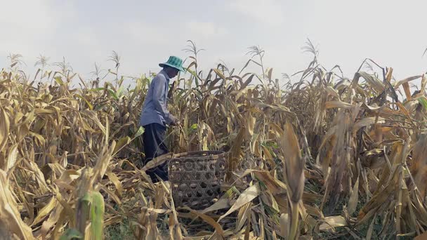 Granjero recogiendo maíz a mano y tirándolo en una canasta de bambú — Vídeo de stock