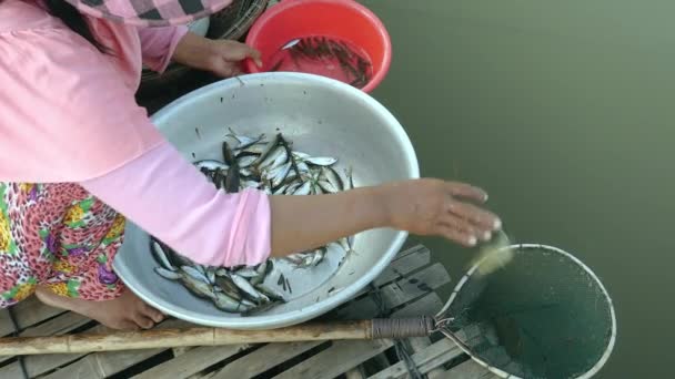 Mujer que clasifica las capturas de peces de acuerdo con las especies y el tamaño, lanzando las que se liberarán en una red de mano (primer plano  ) — Vídeos de Stock