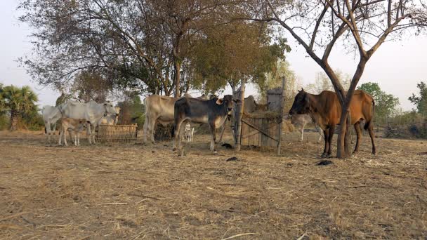 Vacas blancas y marrones, terneros y novillas de pie en el corral por la tarde . — Vídeo de stock