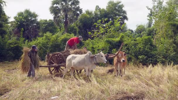 Farmers loading rice straw onto an ox cart in a hay field — Stock Video