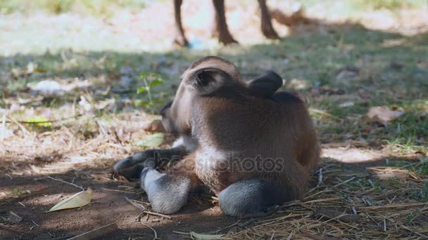 Gros plan d'un veau de buffle dormant sur le côté sous l'ombre d'un arbre — Video