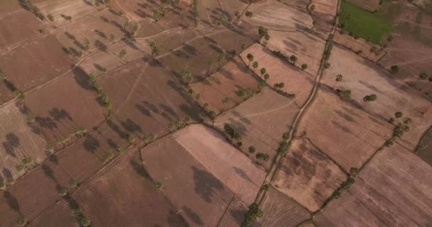 Dron Zobacz: pochylić widok w górę odsłaniając palm tree pól w późnych godzinach popołudniowych — Wideo stockowe